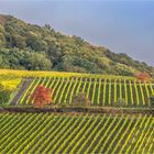 der fröhliche weinberg