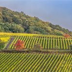 der fröhliche weinberg