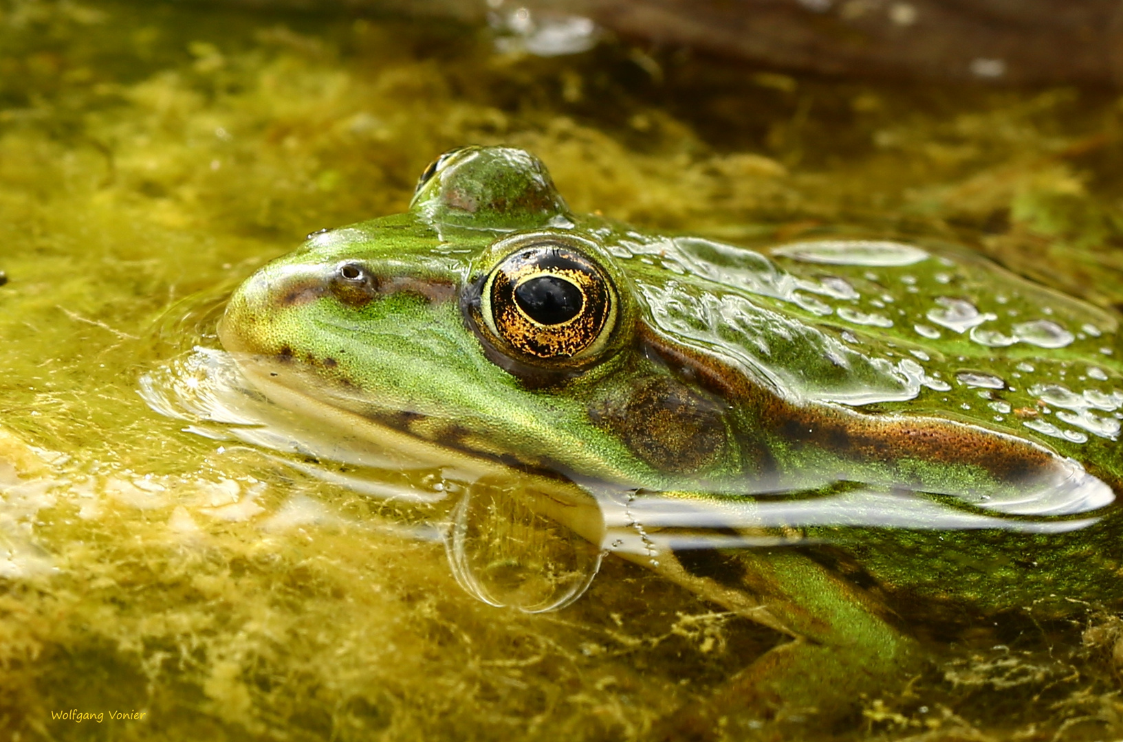 Der Frosch Foto & Bild nah & makro, tiere, techniken Bilder auf Der Frosch Foto & Bild nah & makro, tiere, techniken Bilder auf