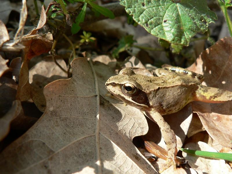 Der Frosch