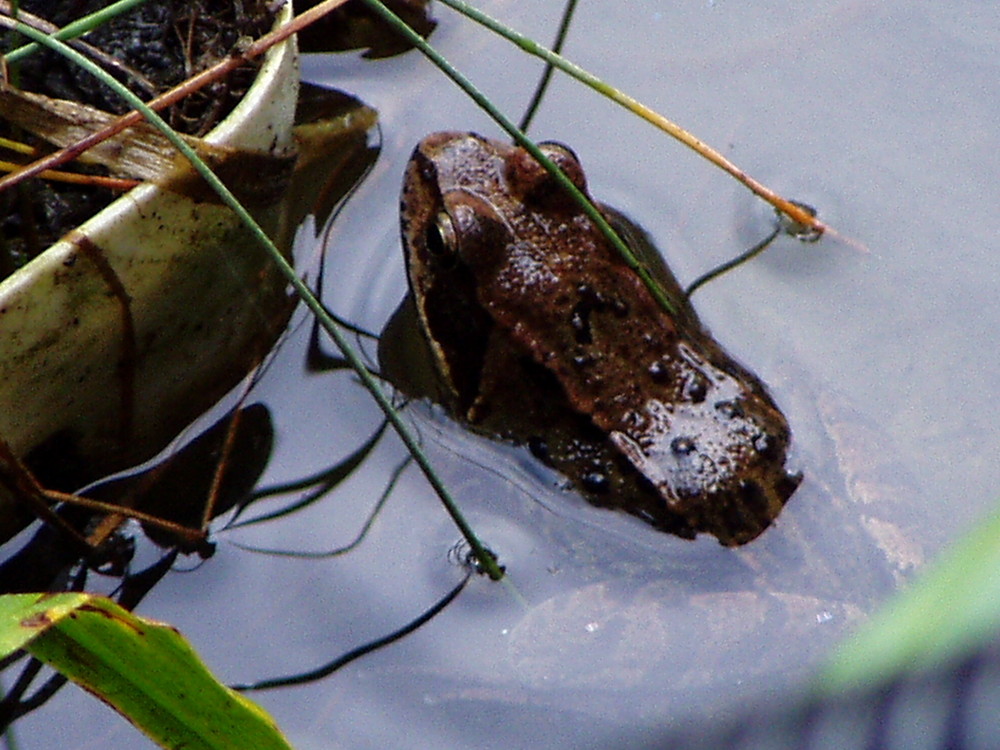 Der Frosch