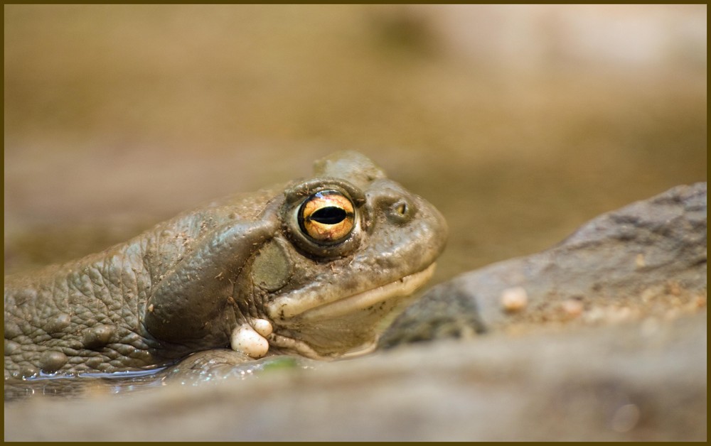 Der Frosch