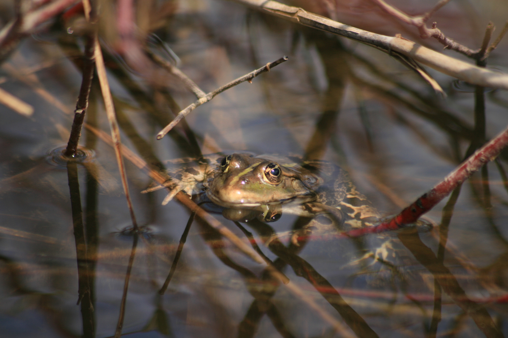 Der Frosch