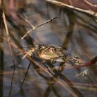 Der Frosch