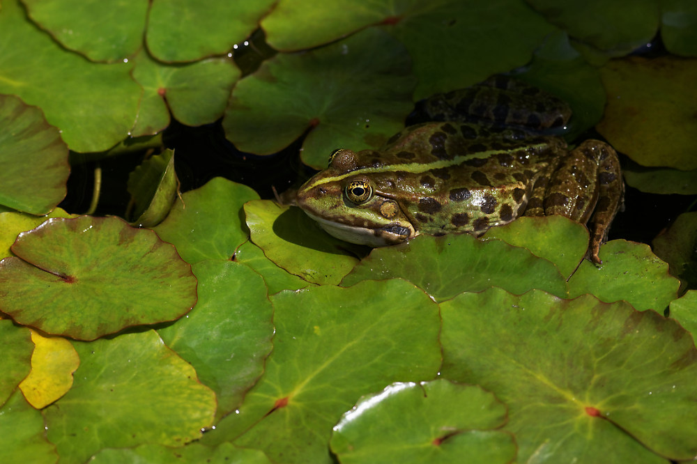 Der Frosch