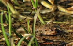 Der Frosch!