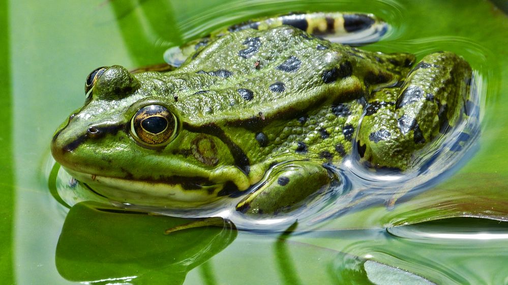 der Frosch 3 Foto & Bild | tiere, wildlife, amphibien & reptilien