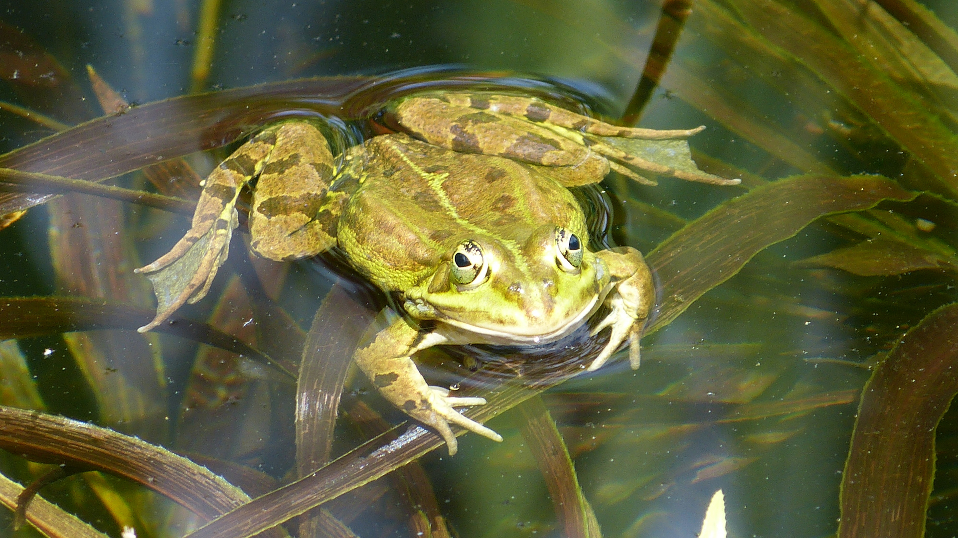 der Frosch 5