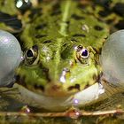 Der Frosch