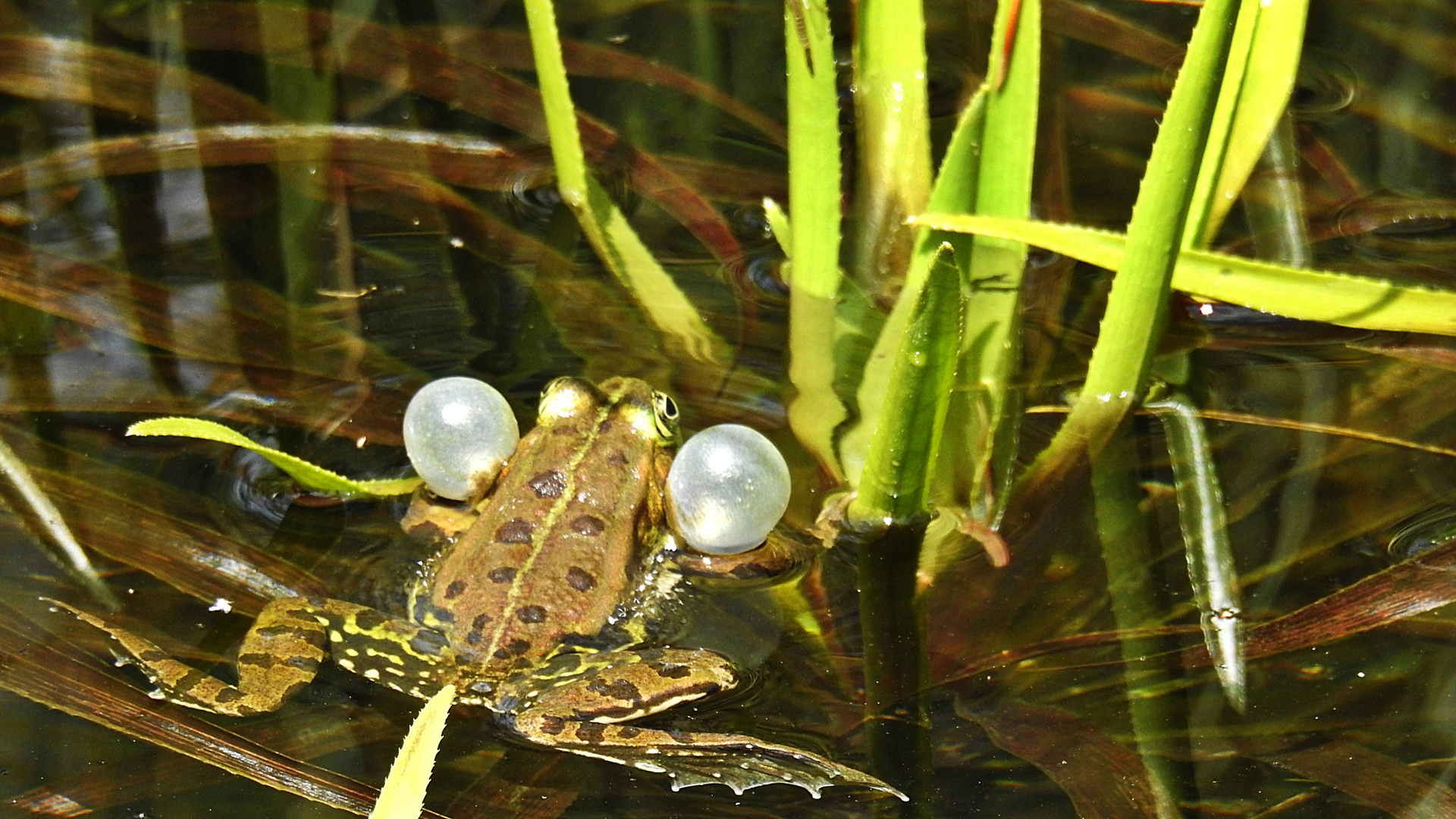 der Frosch 6