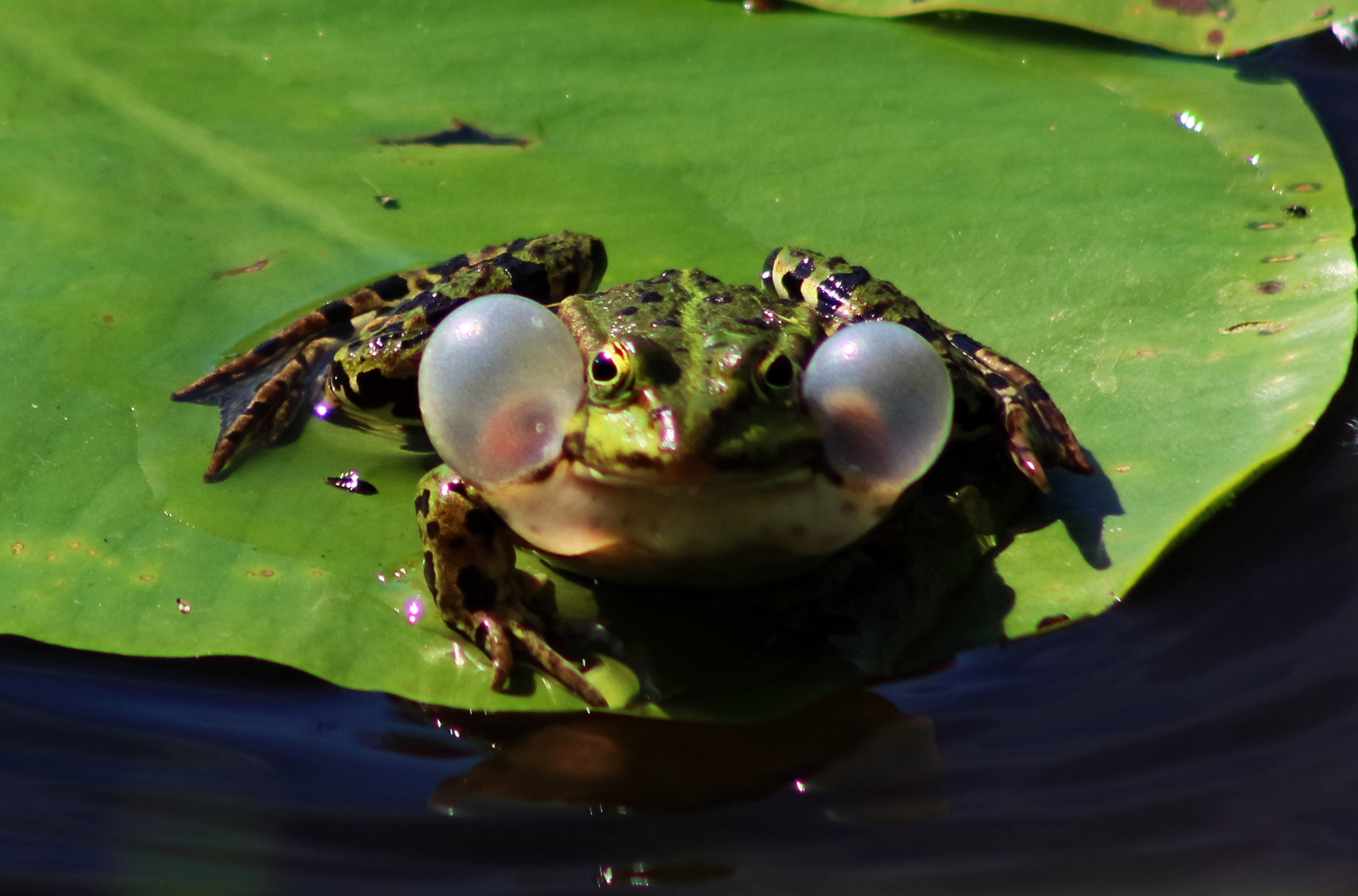 Der Frosch Foto & Bild tiere, natur, wildlife Bilder auf Der Frosch Foto & Bild tiere, natur, wildlife Bilder auf