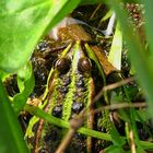 Der Frosch