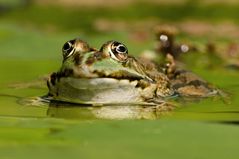 Der Frosch