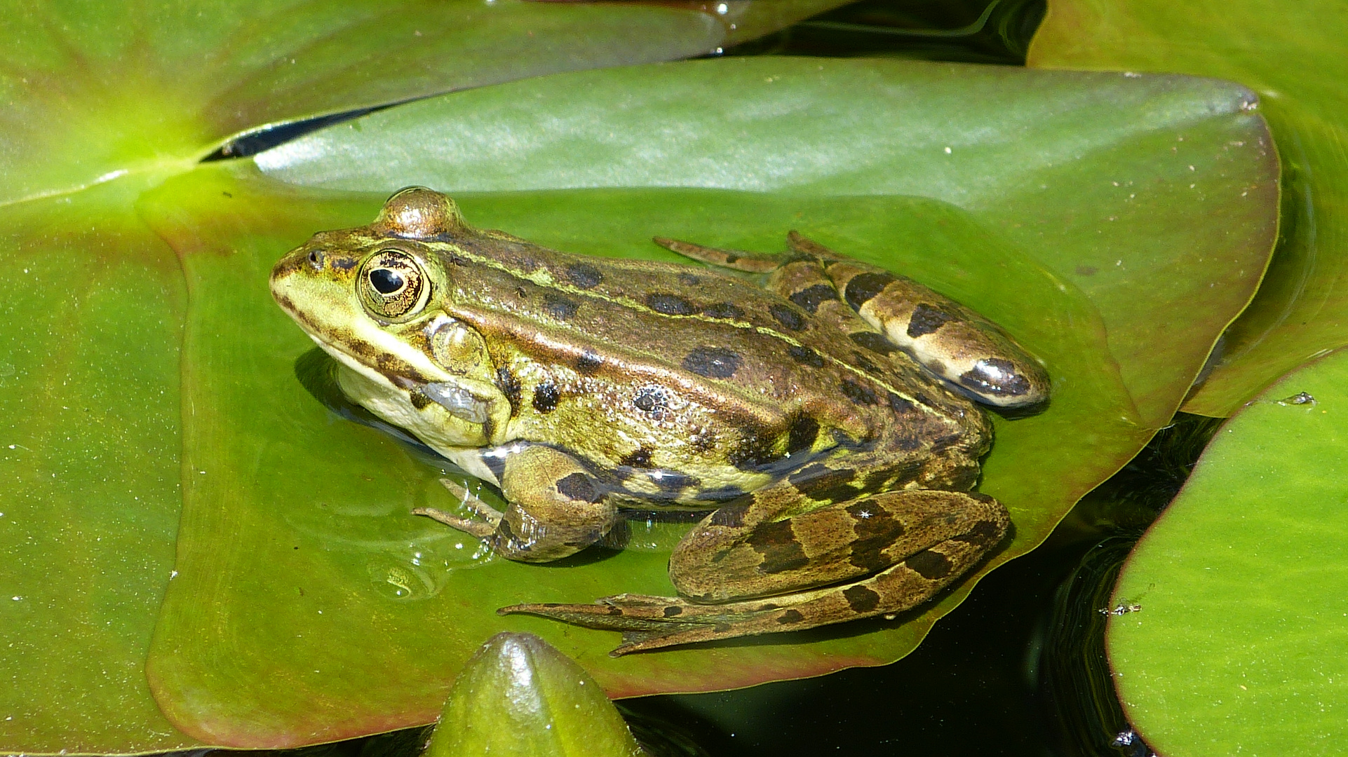 der Frosch 8 Foto & Bild tiere, wildlife, amphibien & reptilien Bilder auf