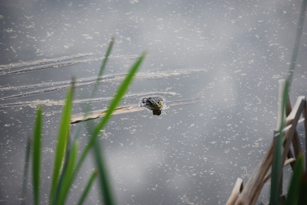 der Frosch