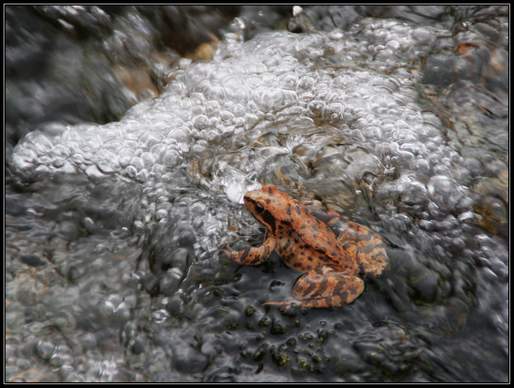 Der Frosch