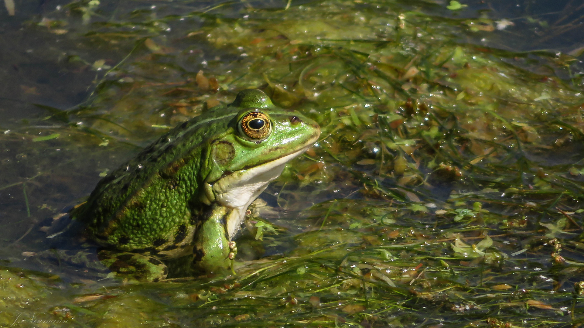 Der Frosch