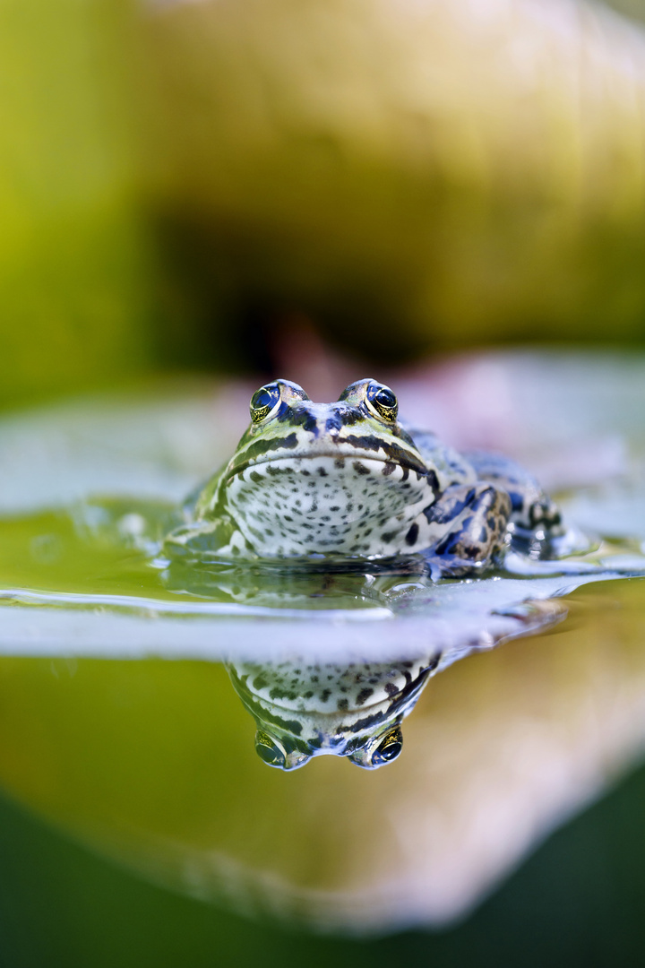 Der Frosch...