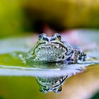 Der Frosch...