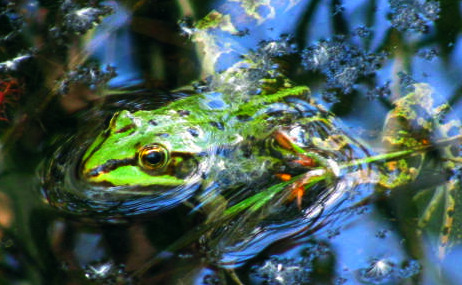 Der Frosch