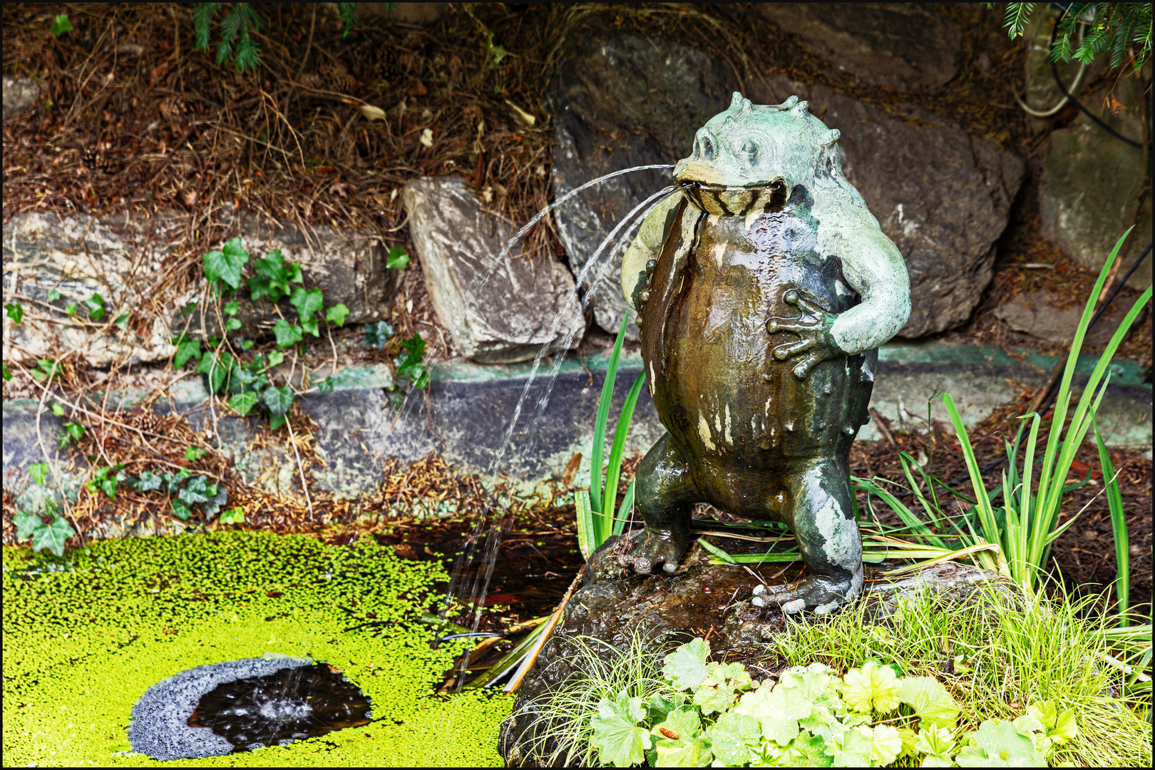 Der Frosch …