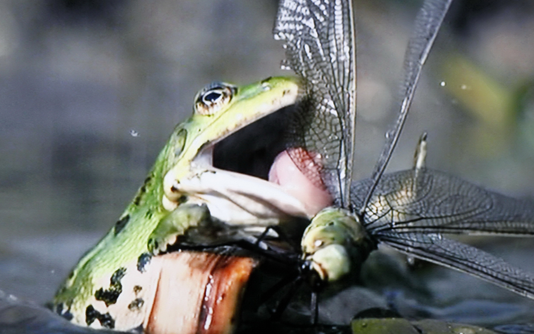 Der Frosch auf Beutefang.