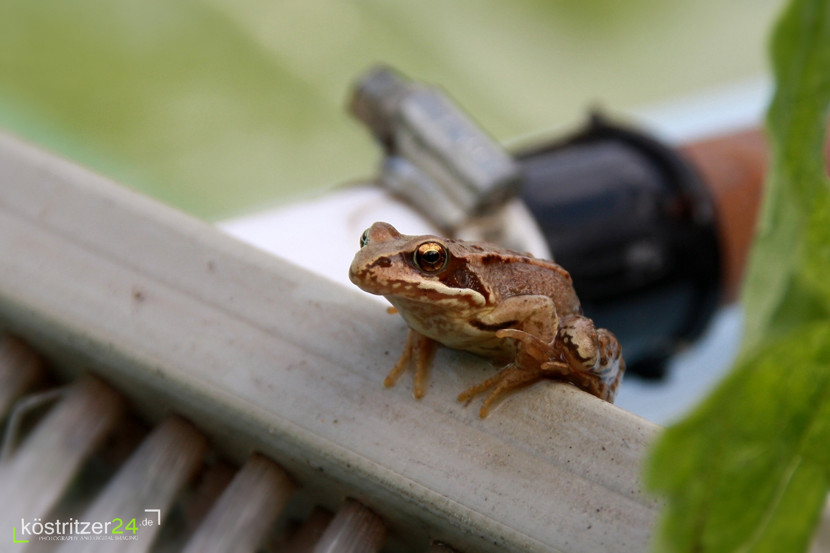 Der Frosch auf dem Schrupper ;-)