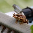 Der Frosch auf dem Schrupper ;-)