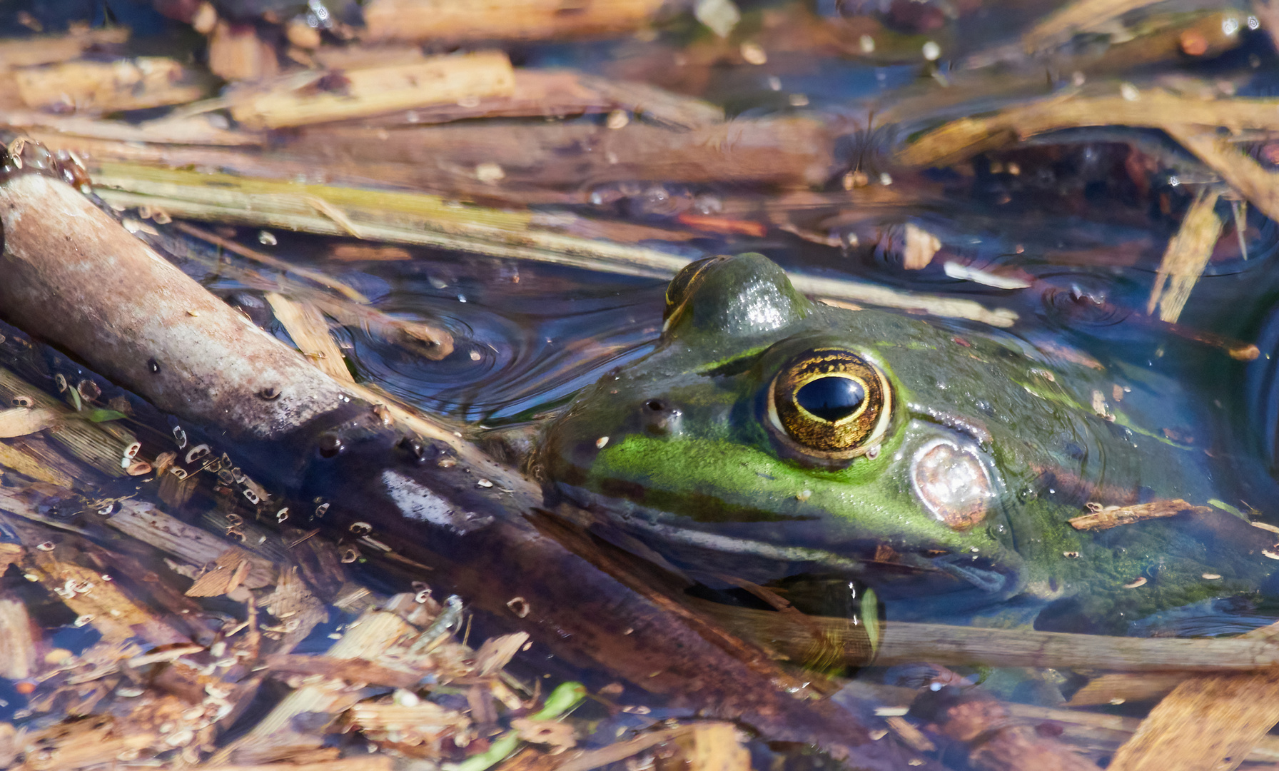 Der Frosch auf Peilung 