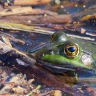 Der Frosch auf Peilung 