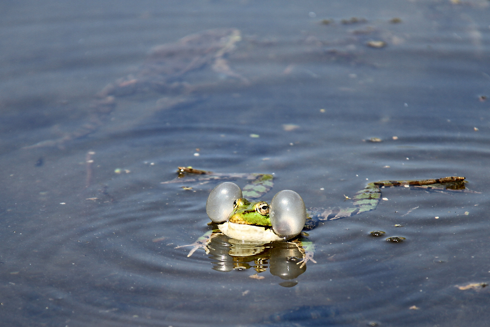 Der Frosch Aufgeblasen Foto & Bild tiere, wildlife, amphibien & reptilien Bilder auf