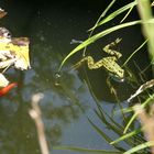 Der Frosch Aus Dreisen