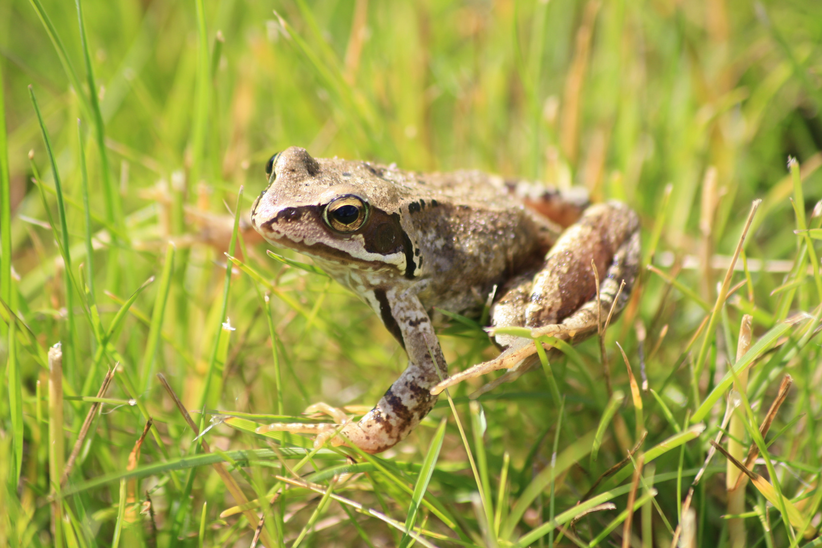 Der Frosch