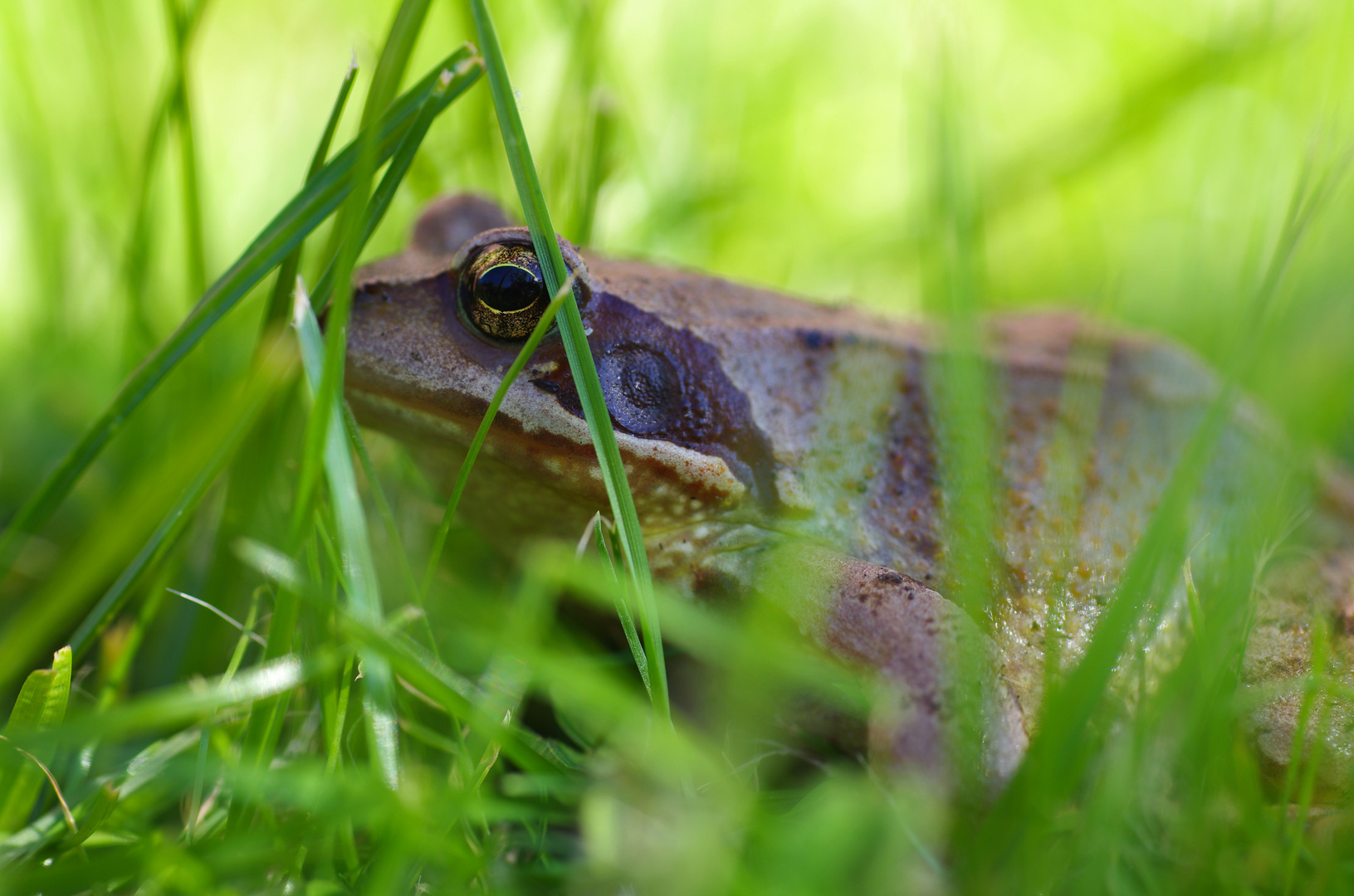 Der Frosch