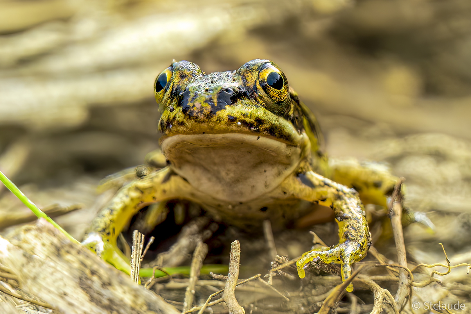 der Frosch Foto & Bild natur, pflanzen, frosch Bilder auf