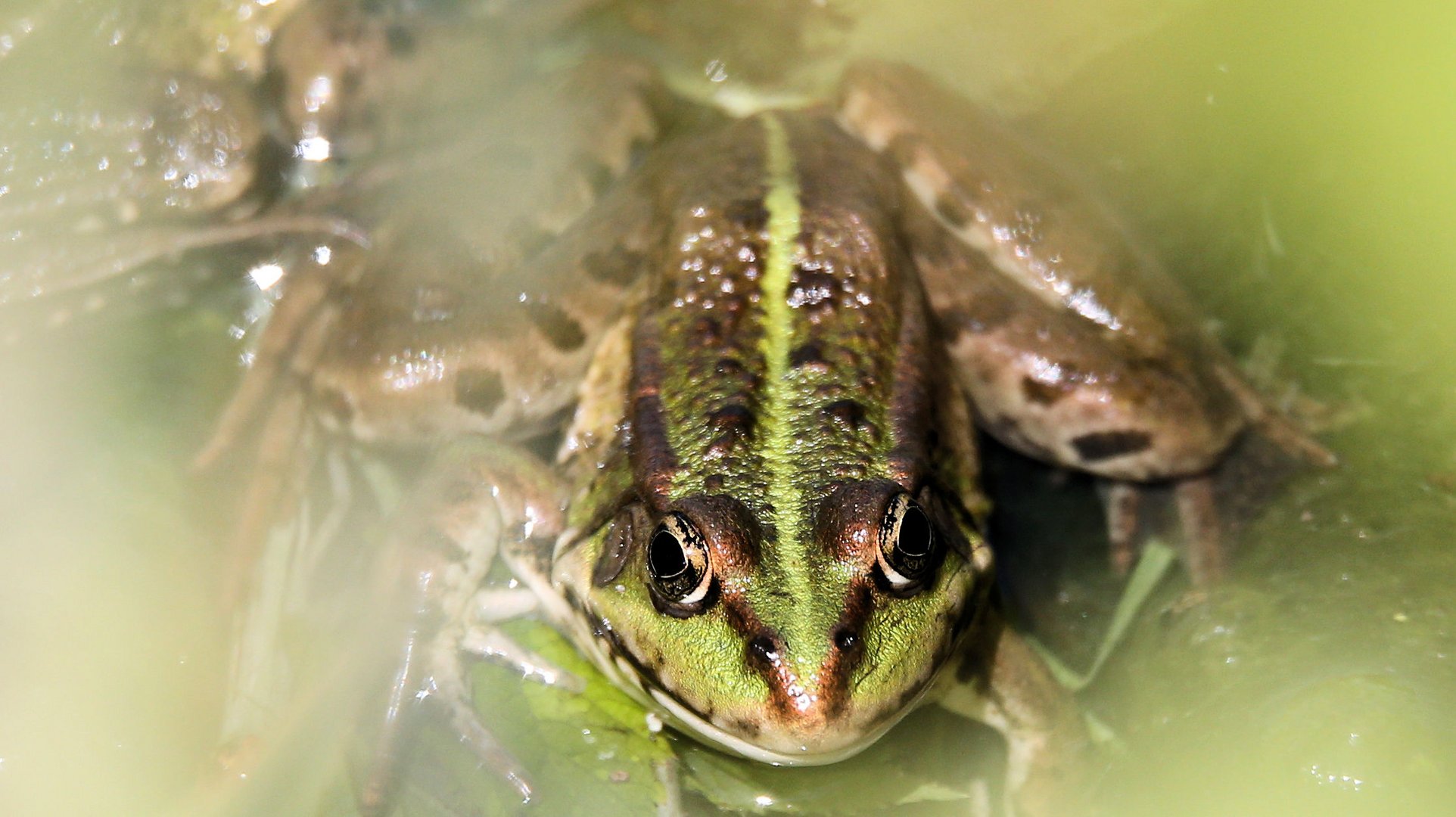 Der Frosch braucht keine Maske!