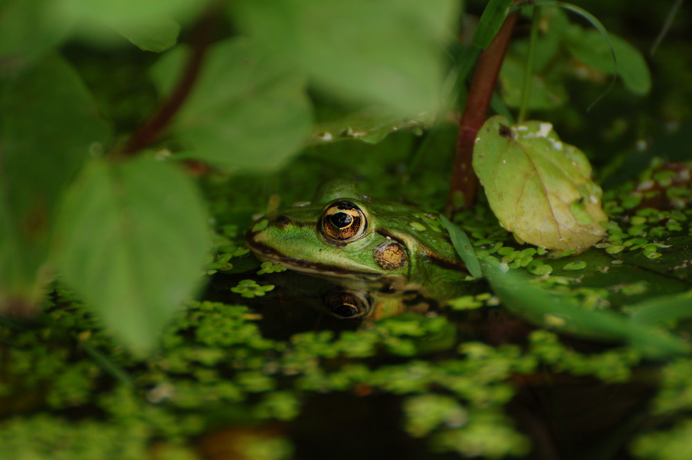 der Frosch