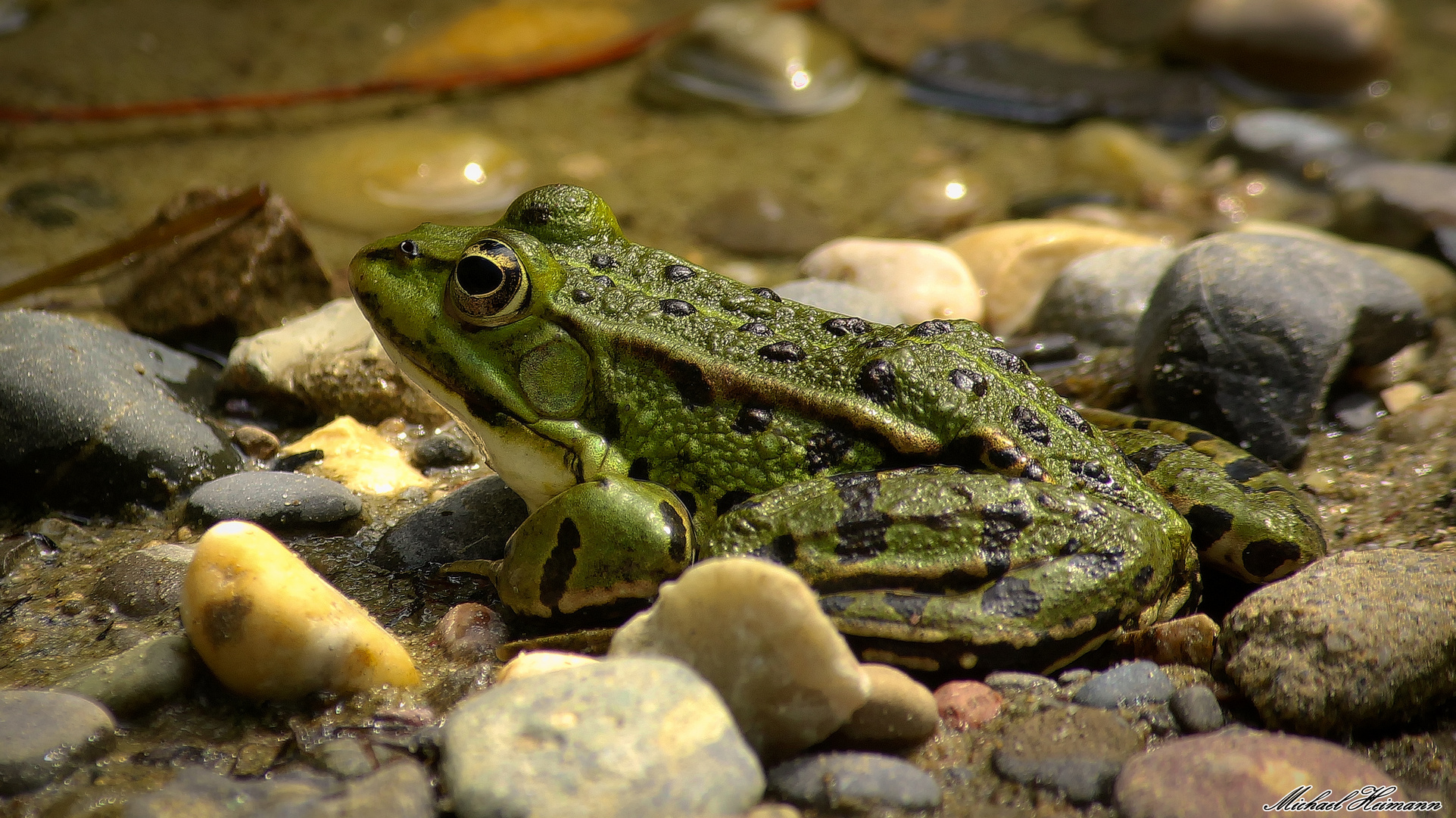 Der Frosch