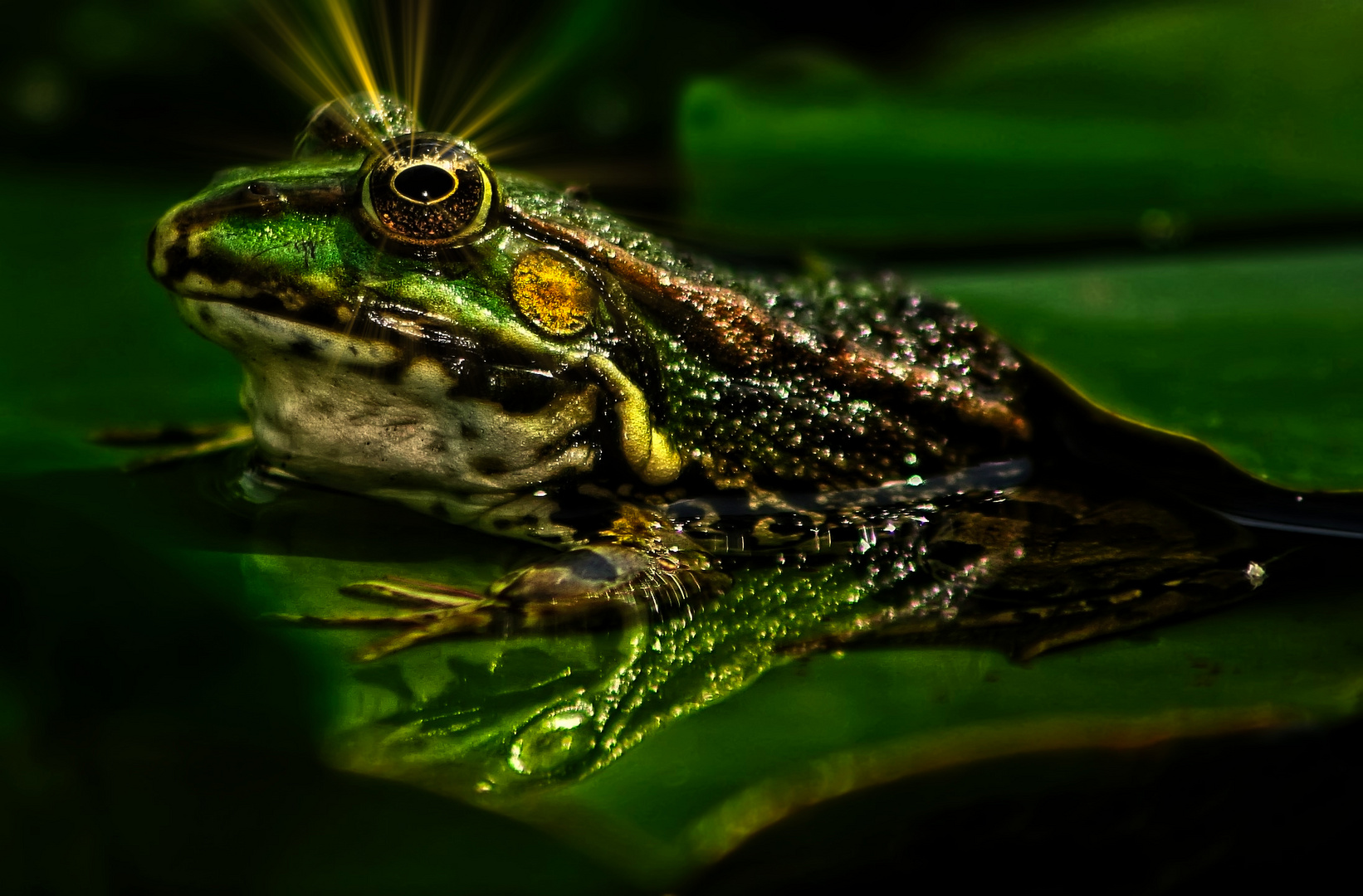 "DER FROSCH"