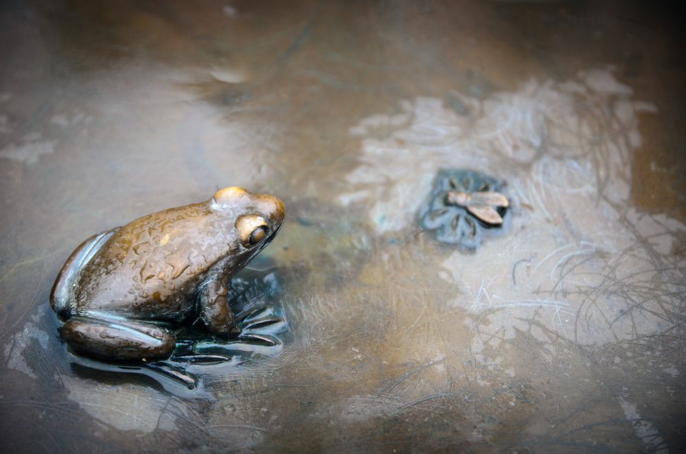 Der Frosch, der die Fliege nie bekam