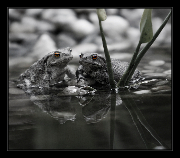 Der Frosch, der im Brunnen lebt, ...