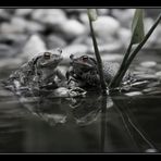 Der Frosch, der im Brunnen lebt, ...