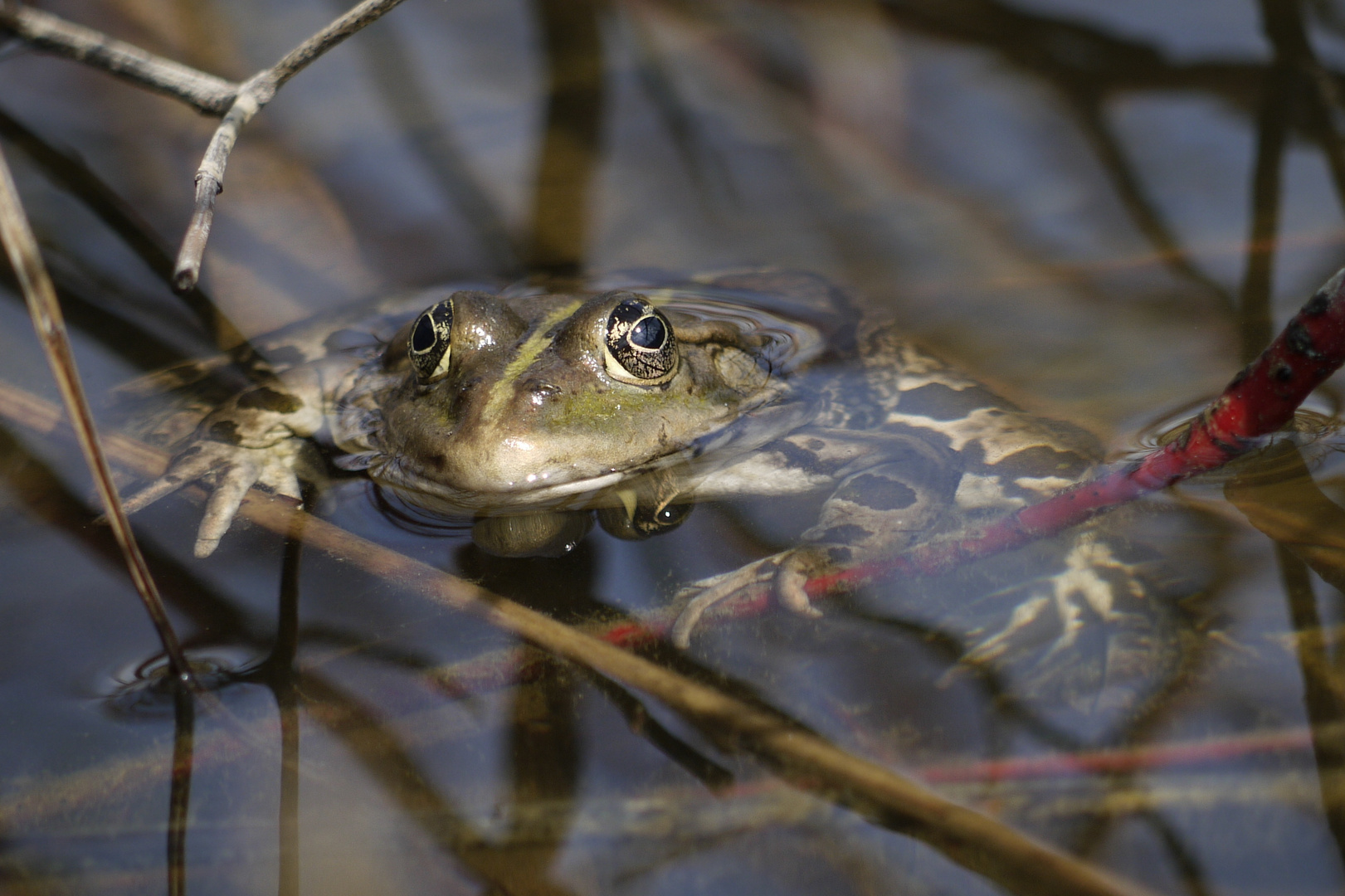 .. der Frosch