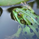 Der Frosch