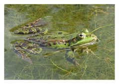 Der Frosch