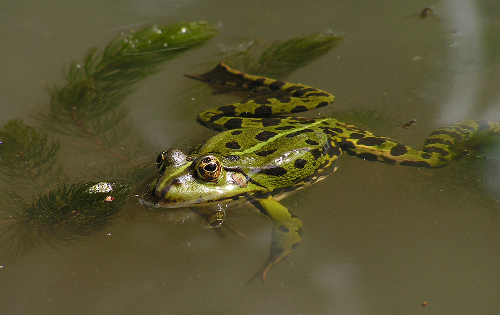 Der Frosch