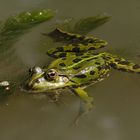 Der Frosch