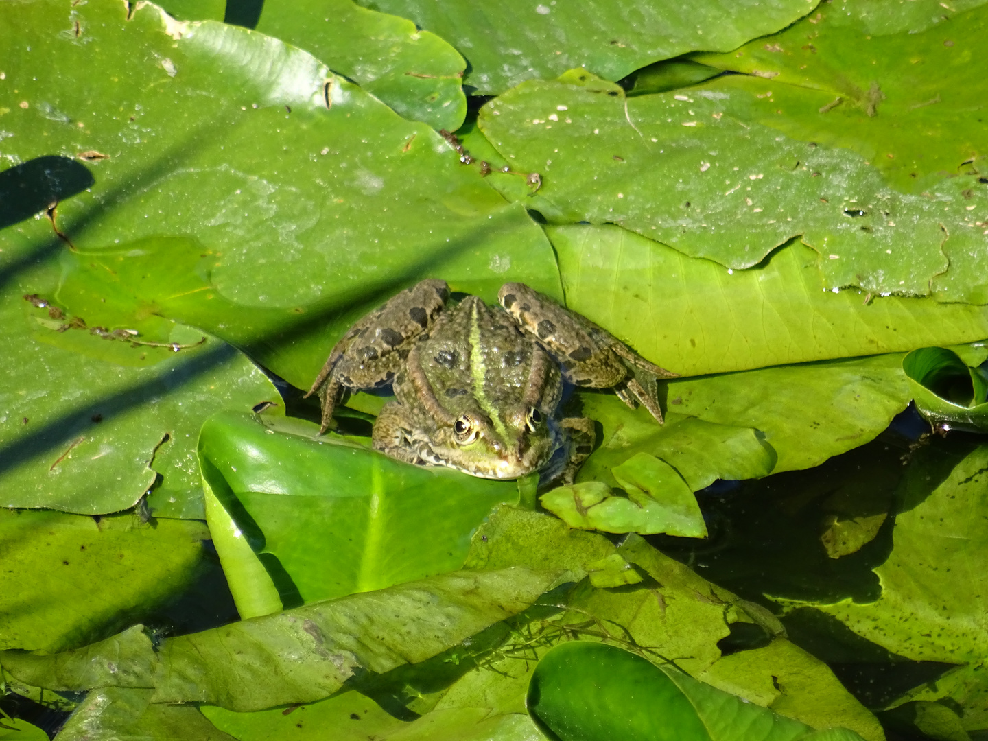 Der Frosch