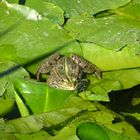 Der Frosch