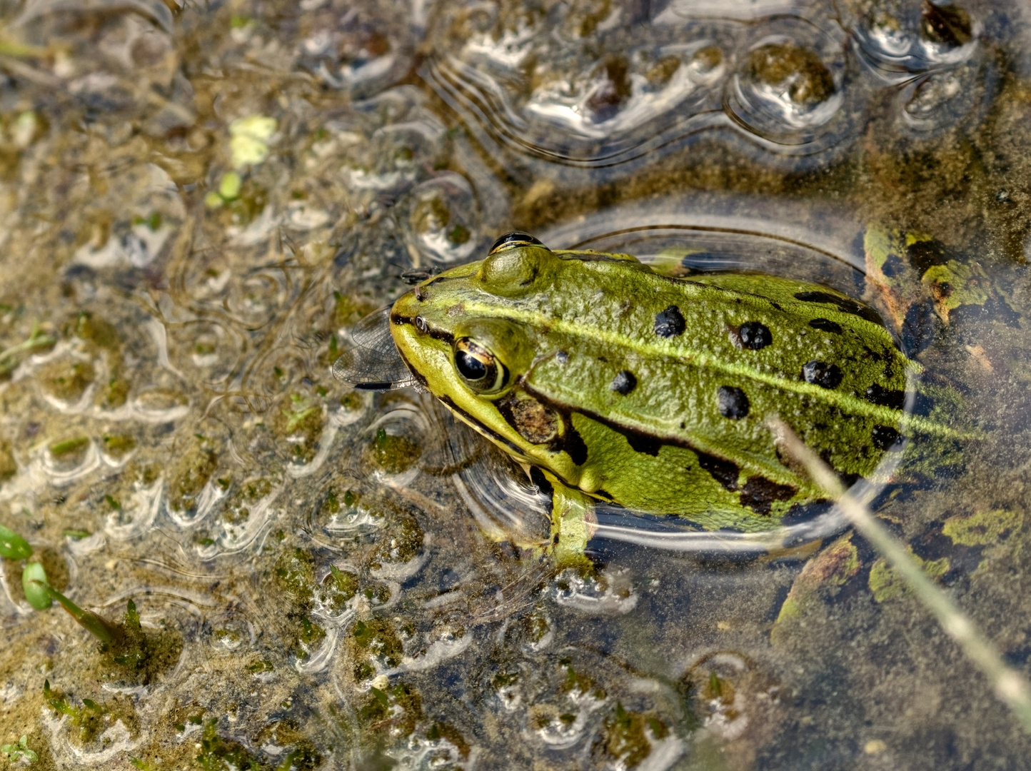 Der Frosch hatte Hunger...